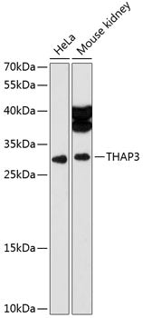 THAP3 Rabbit pAb