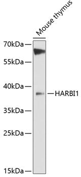 HARBI1 Rabbit pAb