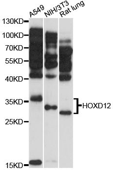HOXD12 Rabbit pAb