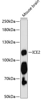 ICE2 Rabbit pAb