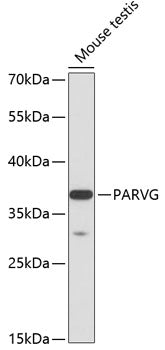 PARVG Rabbit pAb