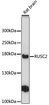 RUSC2 Rabbit pAb