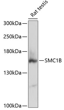 SMC1B Rabbit pAb