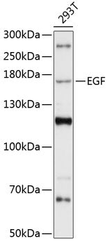 EGF Rabbit pAb