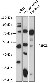P2RX3 Rabbit pAb