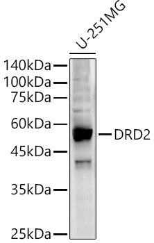 DRD2 Rabbit pAb