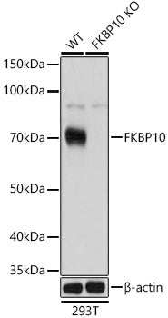 [KO Validated] FKBP10 Rabbit pAb