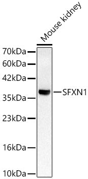 SFXN1 Rabbit pAb