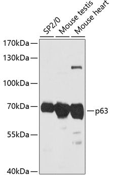 p63 Rabbit pAb