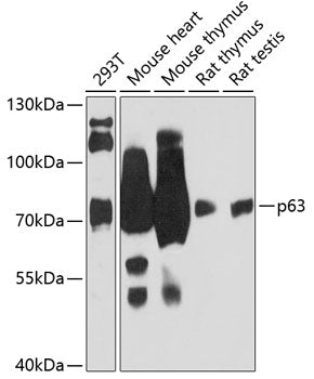 p63 Rabbit pAb