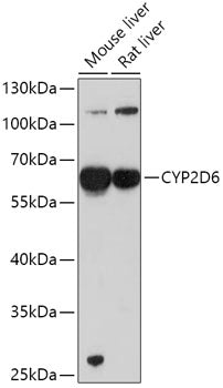 CYP2D6 Rabbit pAb