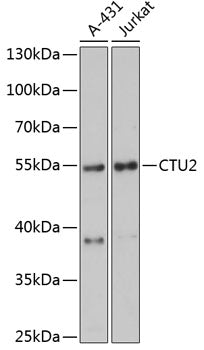 CTU2 Rabbit pAb