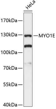 MYO1E Rabbit pAb