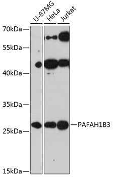 PAFAH1B3 Rabbit pAb