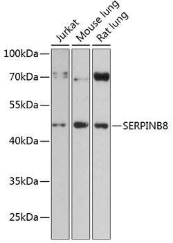 SERPINB8 Rabbit pAb