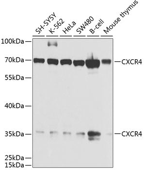 CXCR4 Rabbit pAb