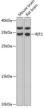 RIT2 Rabbit pAb