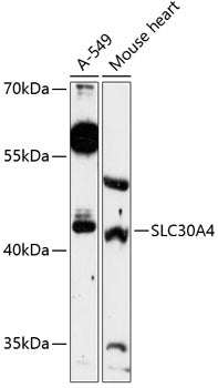 SLC30A4 Rabbit pAb