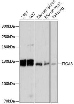 ITGA8 Rabbit pAb