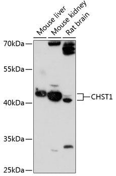 CHST1 Rabbit pAb
