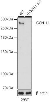 [KO Validated] GCN1L1 Rabbit pAb