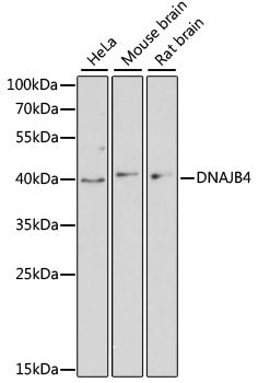 DNAJB4 Rabbit pAb
