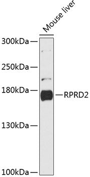 RPRD2 Rabbit pAb