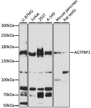 AGTPBP1 Rabbit pAb