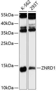 ZNRD1 Rabbit pAb