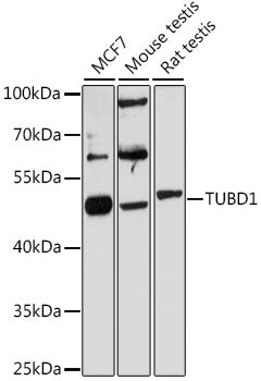TUBD1 Rabbit pAb
