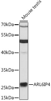 ARL6IP4 Rabbit pAb