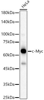 c-Myc Rabbit pAb