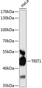 TRIT1 Rabbit pAb