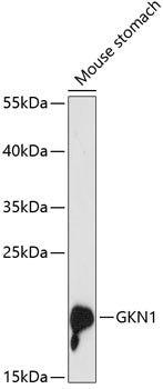 GKN1 Rabbit pAb