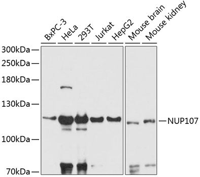 NUP107 Rabbit pAb