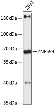 ZNF599 Rabbit pAb