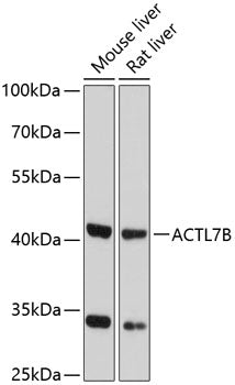 ACTL7B Rabbit pAb