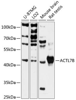 ACTL7B Rabbit pAb