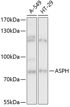 ASPH Rabbit pAb