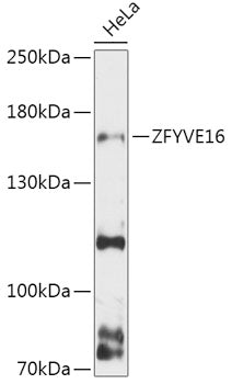 ZFYVE16 Rabbit pAb