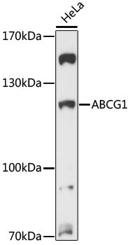 ABCG1 Rabbit pAb