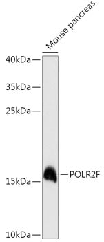 POLR2F Rabbit pAb