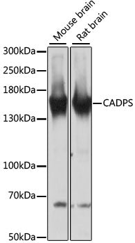 CADPS Rabbit pAb