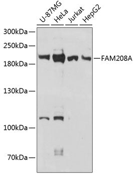 FAM208A Rabbit pAb