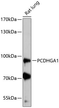 PCDHGA1 Rabbit pAb