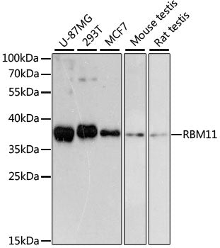 RBM11 Rabbit pAb
