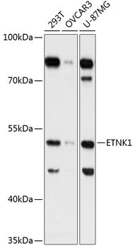 ETNK1 Rabbit pAb