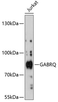 GABRQ Rabbit pAb