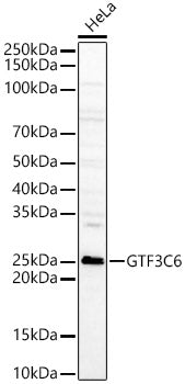 GTF3C6 Rabbit pAb