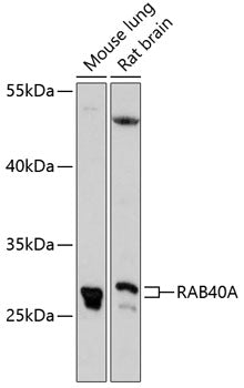 RAB40A Rabbit pAb